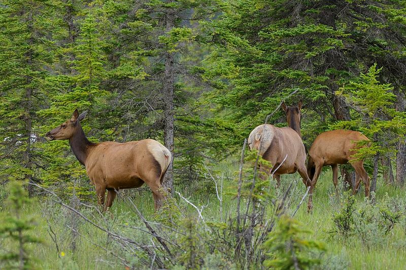 Rocky Mountain Elk