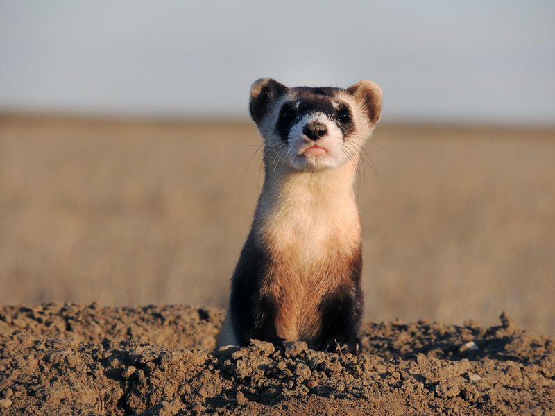 Black-Footed Ferret