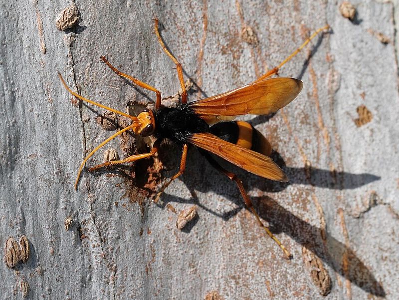 Brown Spider Wasp