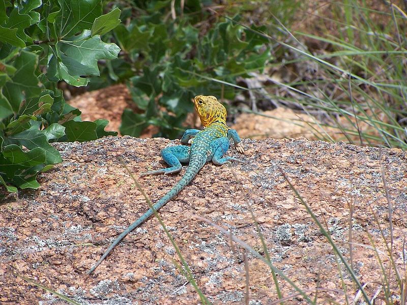 Common Collared Lizard