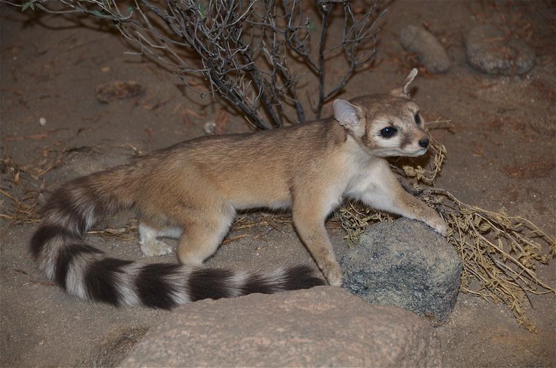 Ringtail