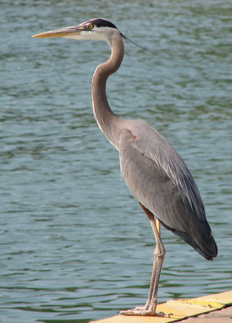 Great Blue Heron