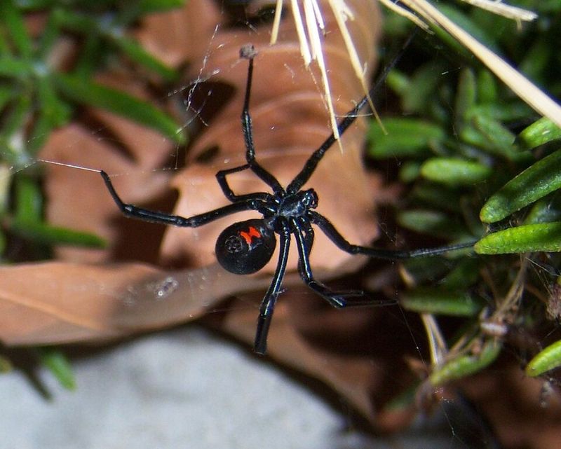 Arizona Black Widow