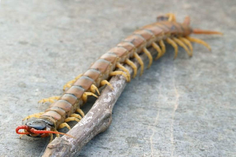 Giant Desert Centipede