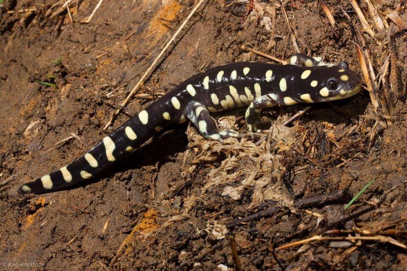 California Tiger Salamander