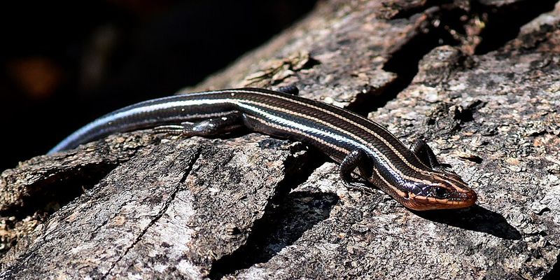 Five-Lined Skink