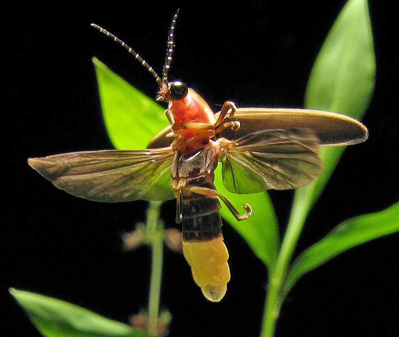 Firefly (Lightning Bug)