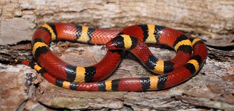 Scarlet Kingsnake