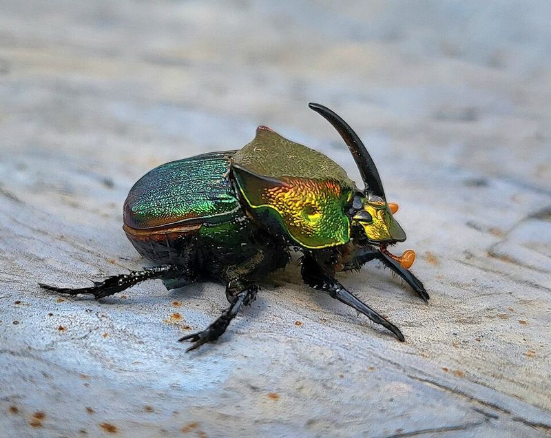 Rainbow Scarab