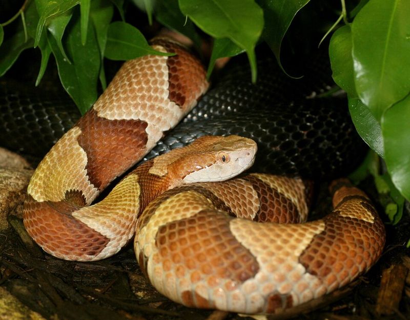Copperhead