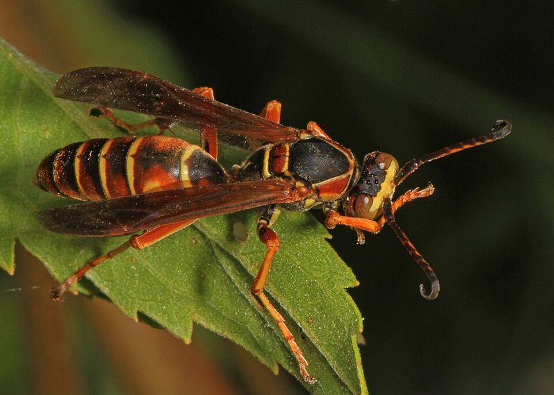 Paper Wasp