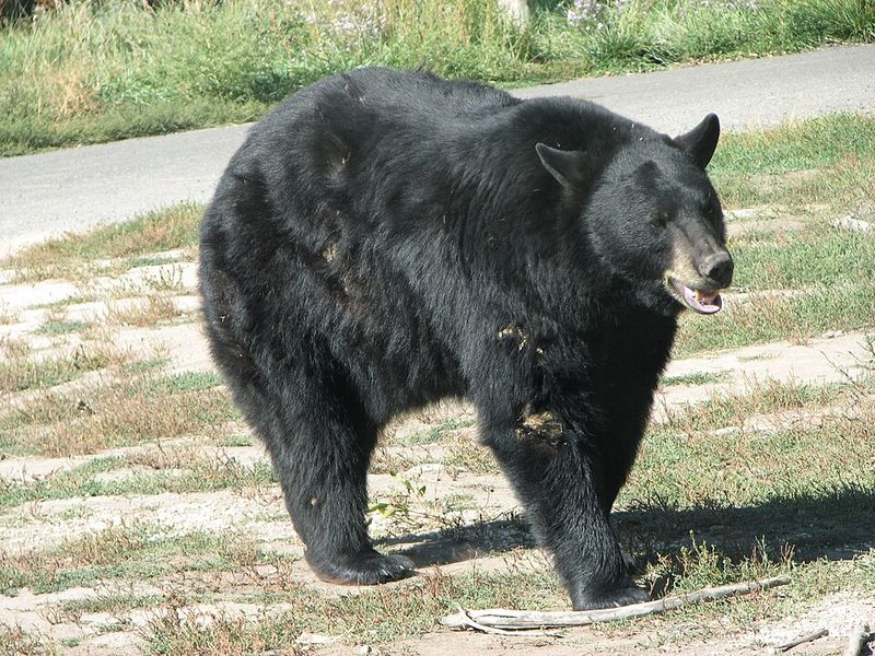 Black Bear