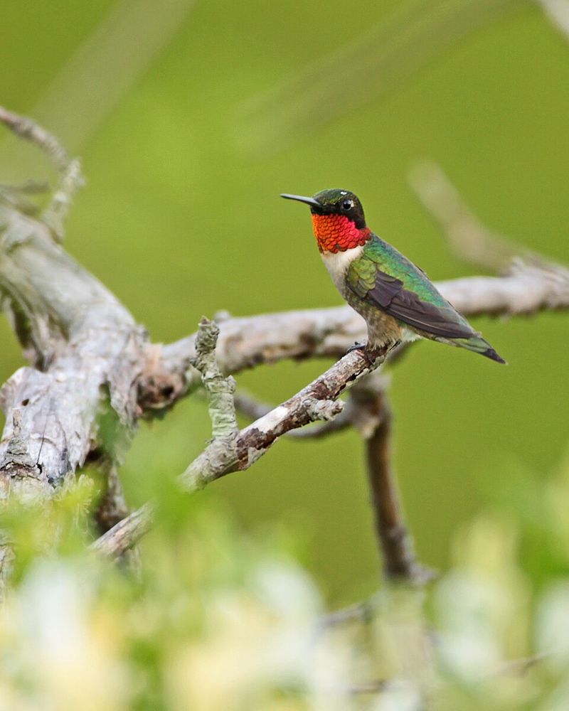 Ruby-Throated Hummingbird
