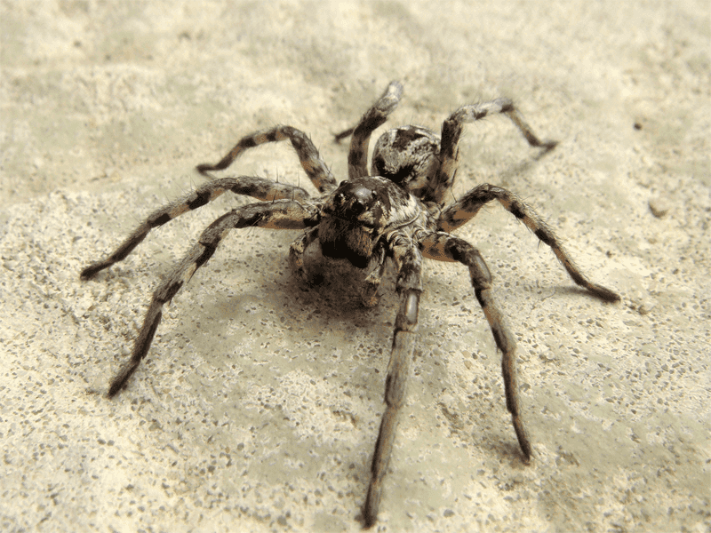 Tarantula