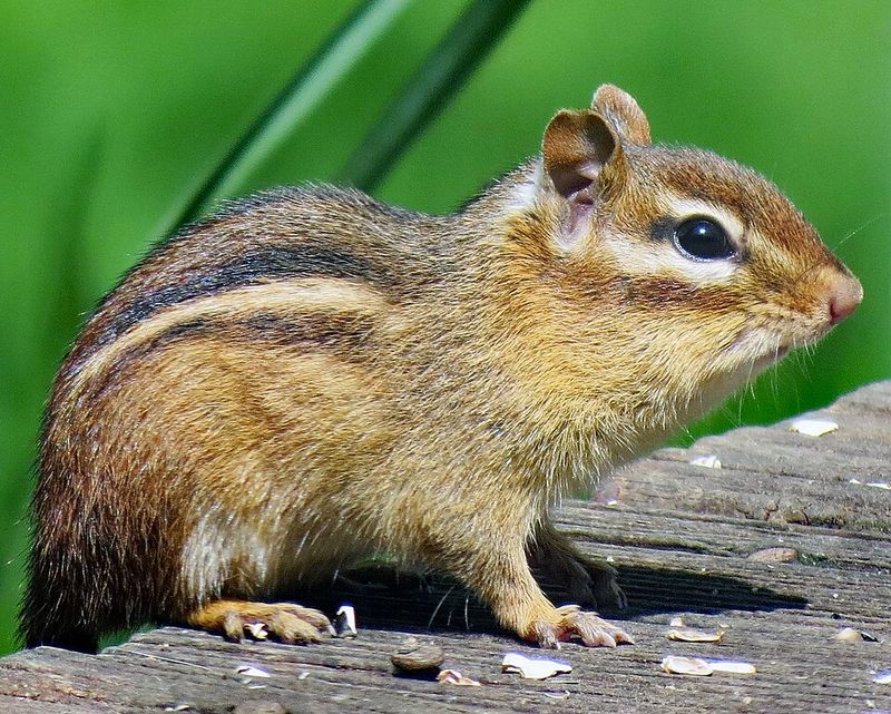 Eastern Chipmunk