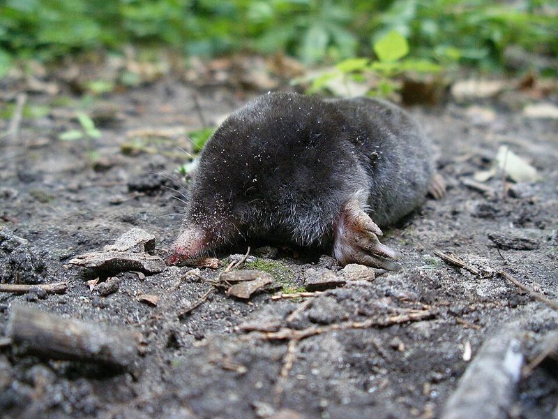 Star-Nosed Mole