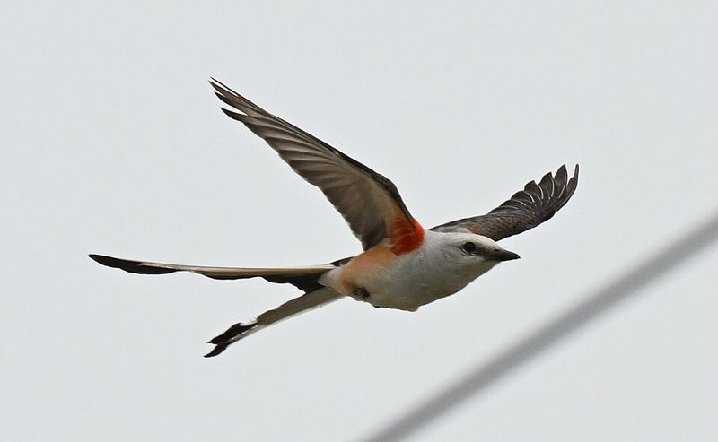 Scissor-Tailed Flycatcher