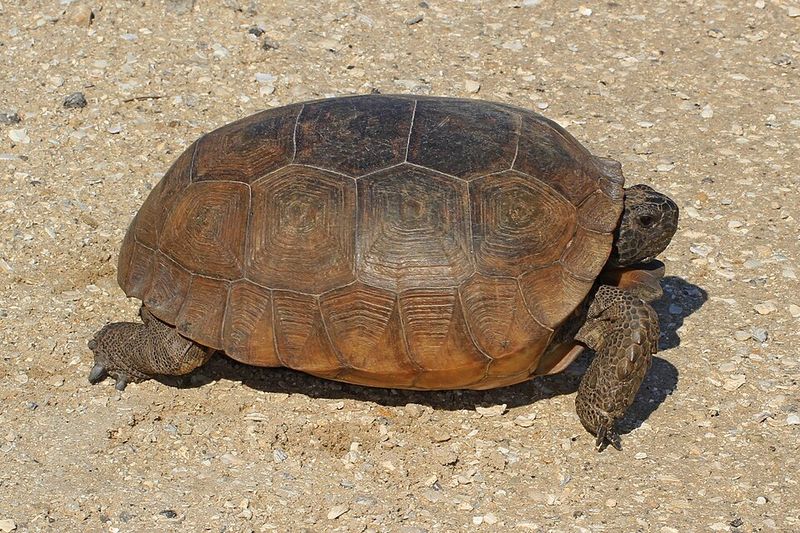 Gopher Tortoise