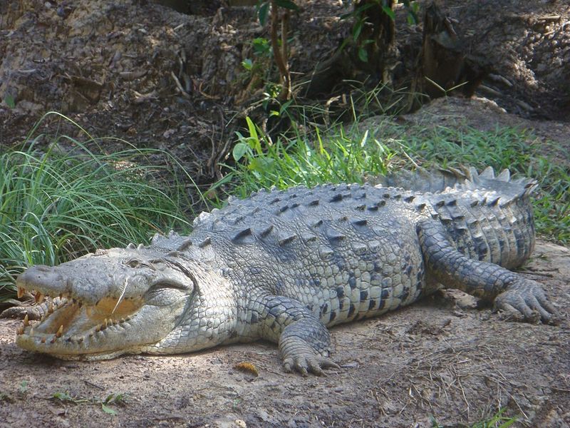 American Crocodile