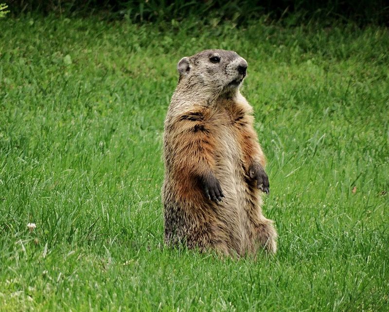 Woodchuck (Groundhog)