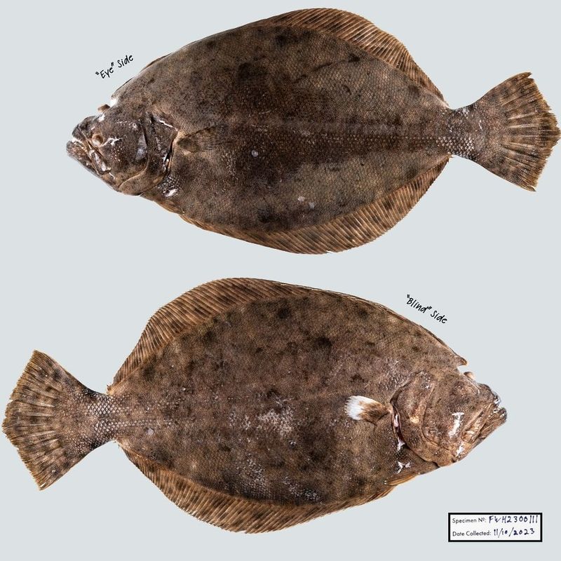 Southern Flounder
