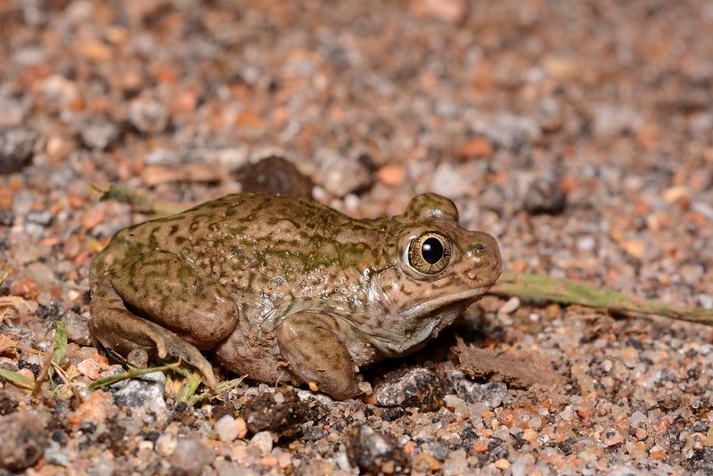 Plains Spadefoot Toad