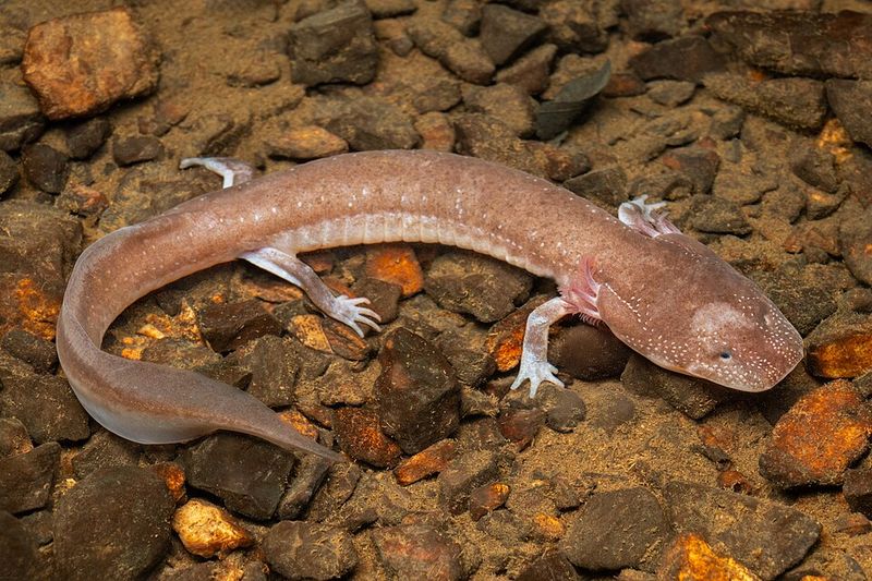 Cave Salamander