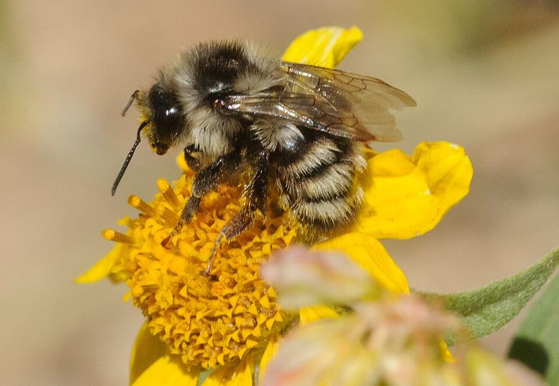 Bumble Bee