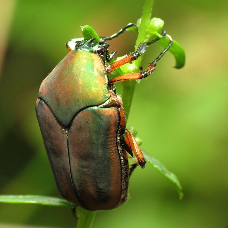 Green June Beetle