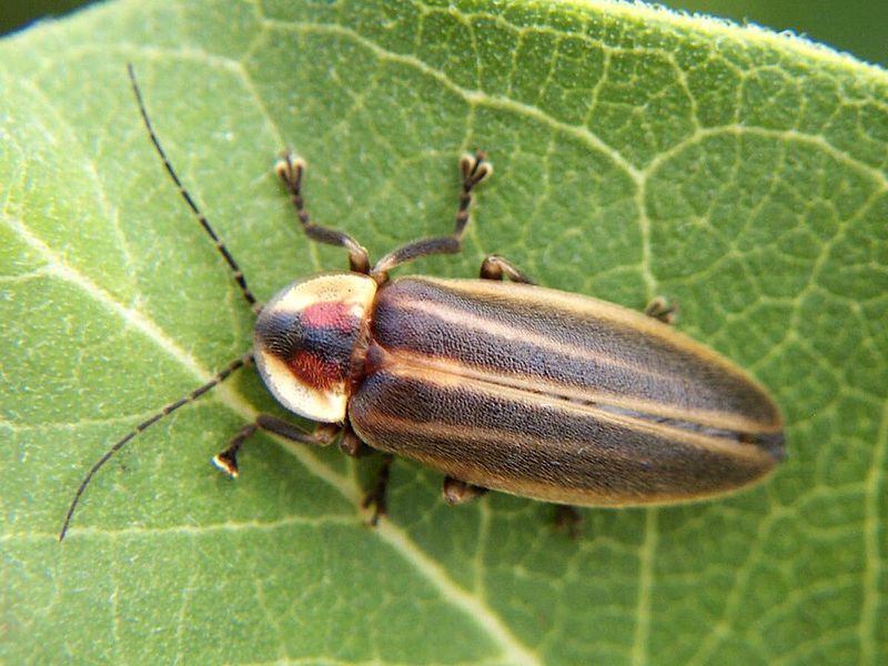 Photinus carolinus