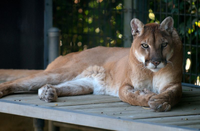 Mountain Lion