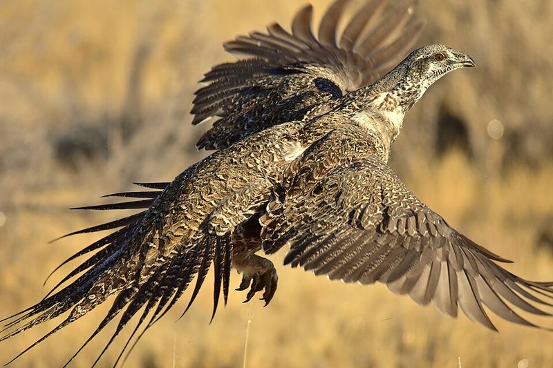 Greater Sage-Grouse