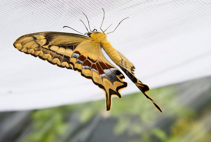 Schaus' Swallowtail Butterfly