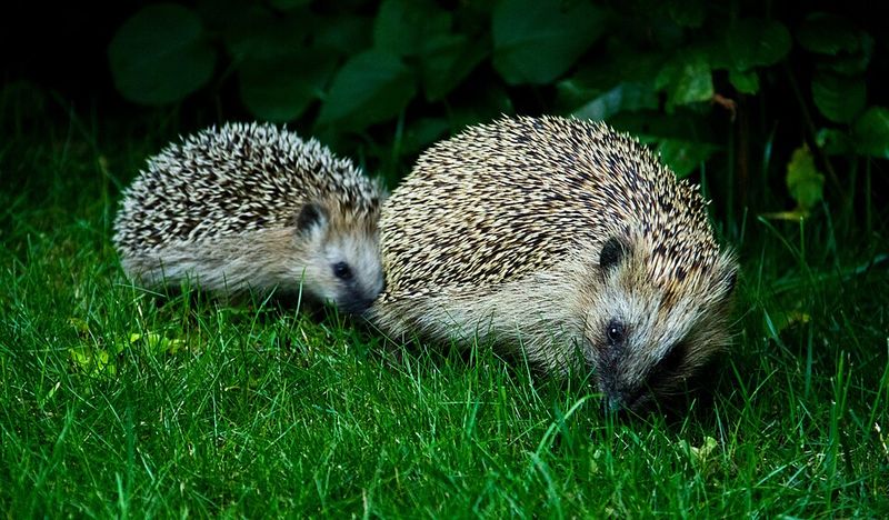 Hedgehog