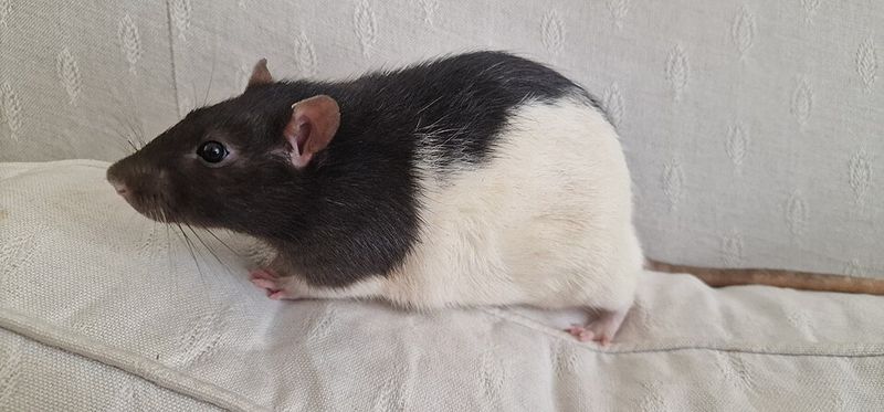 Fancy Rat