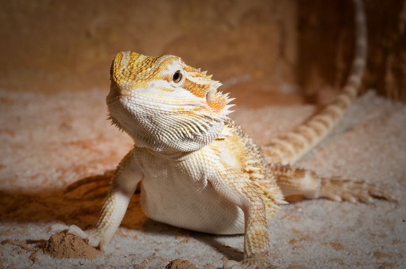 Bearded Dragon