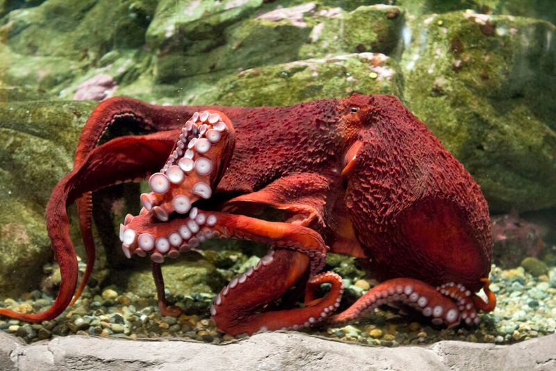 Giant Pacific Octopus