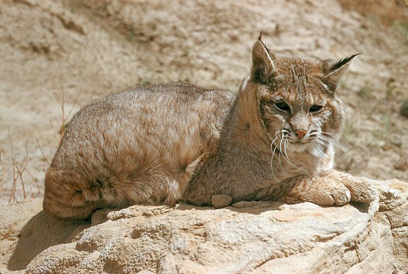 Bobcat