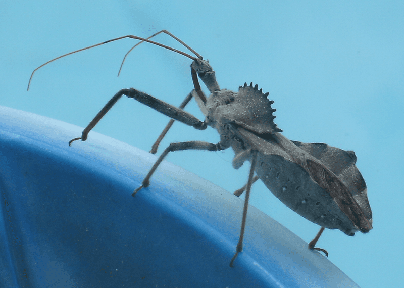 Wheel Bug