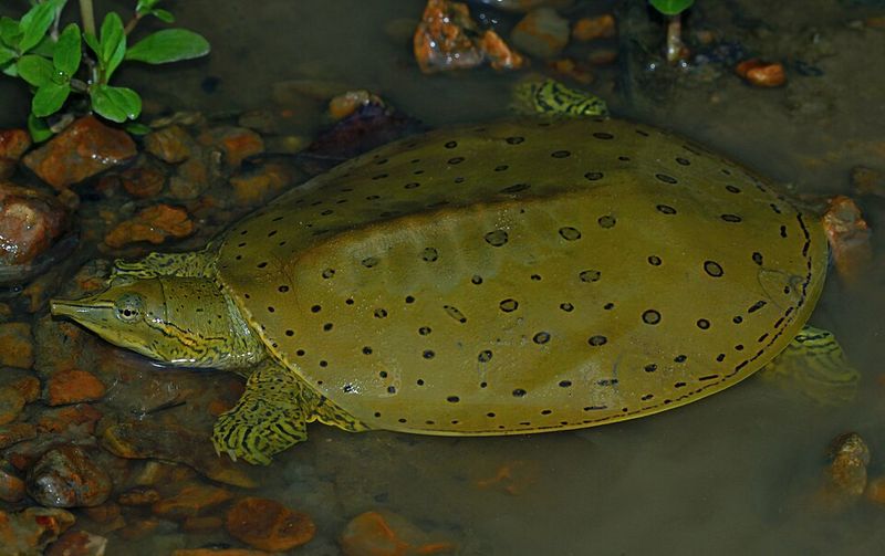 Spiny Softshell Turtle