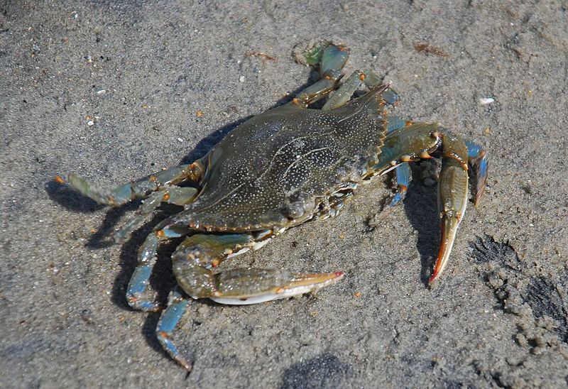Atlantic Blue Crab