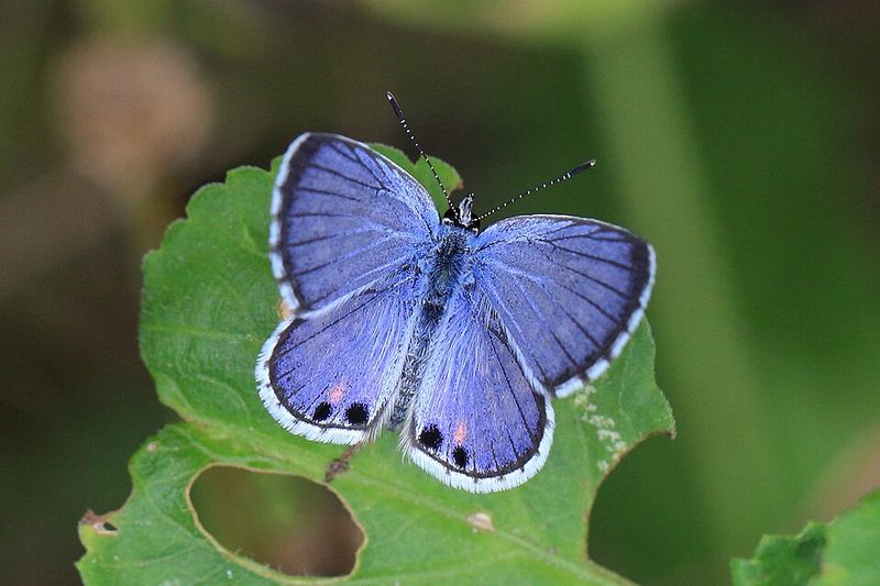 Miami Blue Butterfly