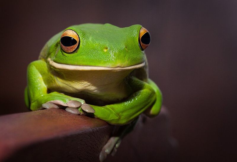 Green Tree Frog