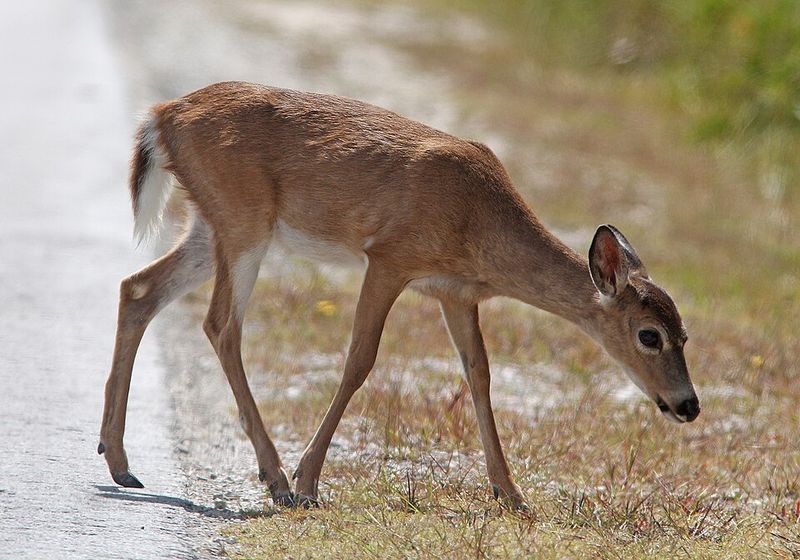 Key Deer