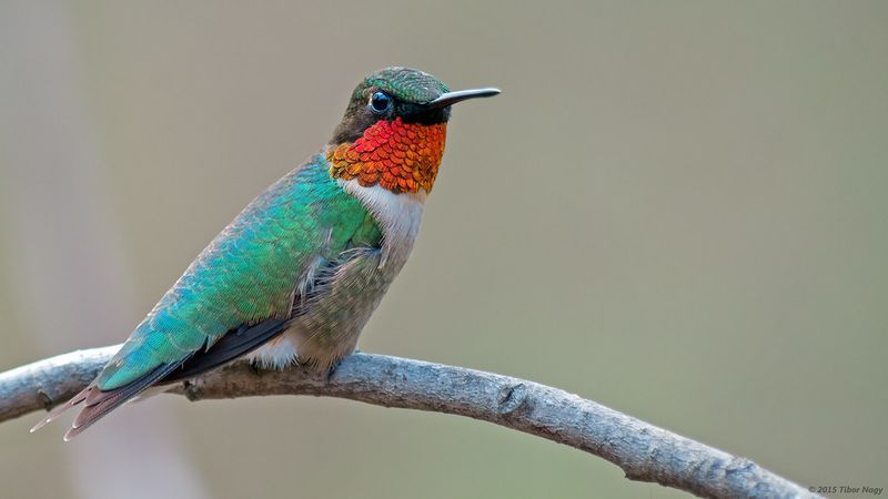 Ruby-Throated Hummingbird
