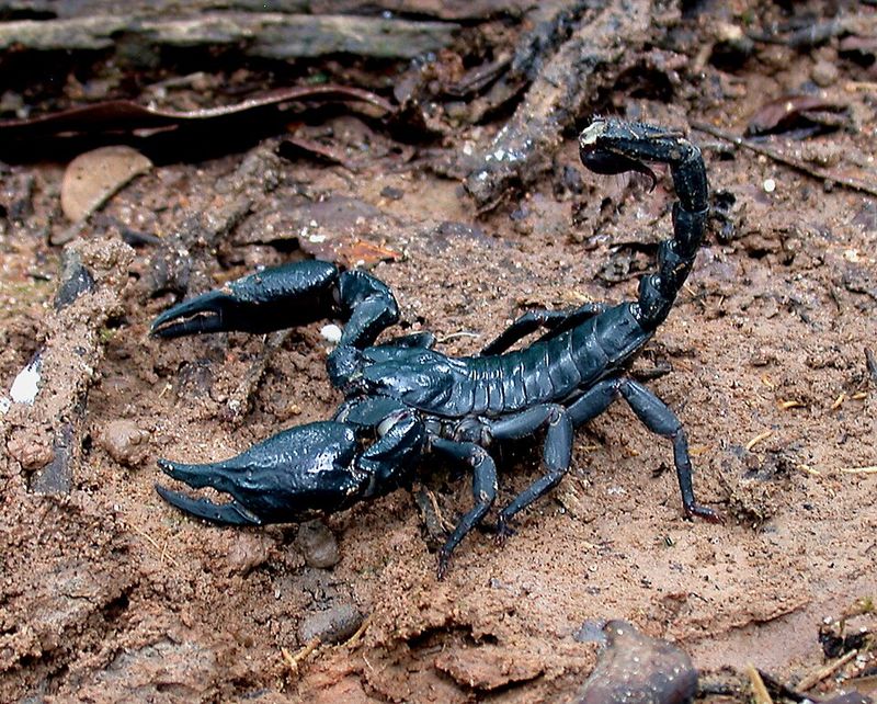Scorpion