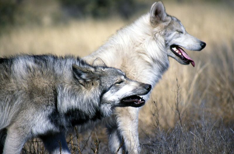 Gray Wolf