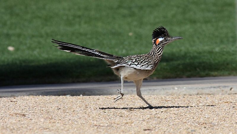 Greater Roadrunner