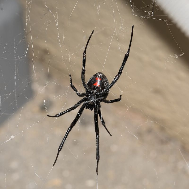 Black Widow Spider
