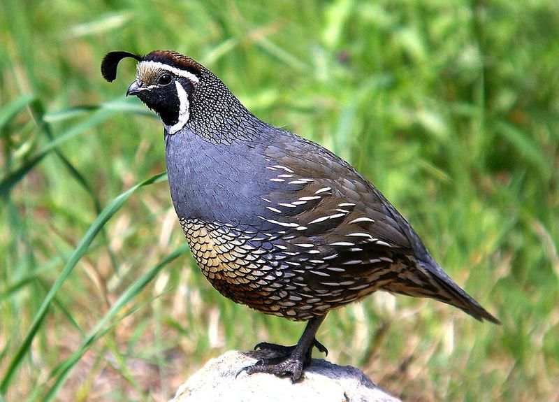 California Quail